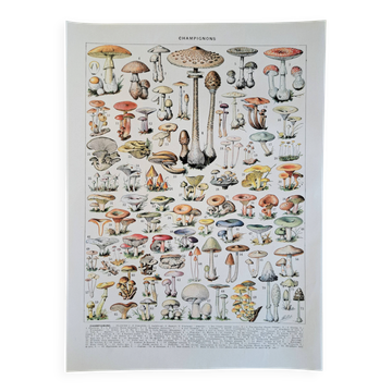Old botanical plate flowers – 1930 – Mushrooms