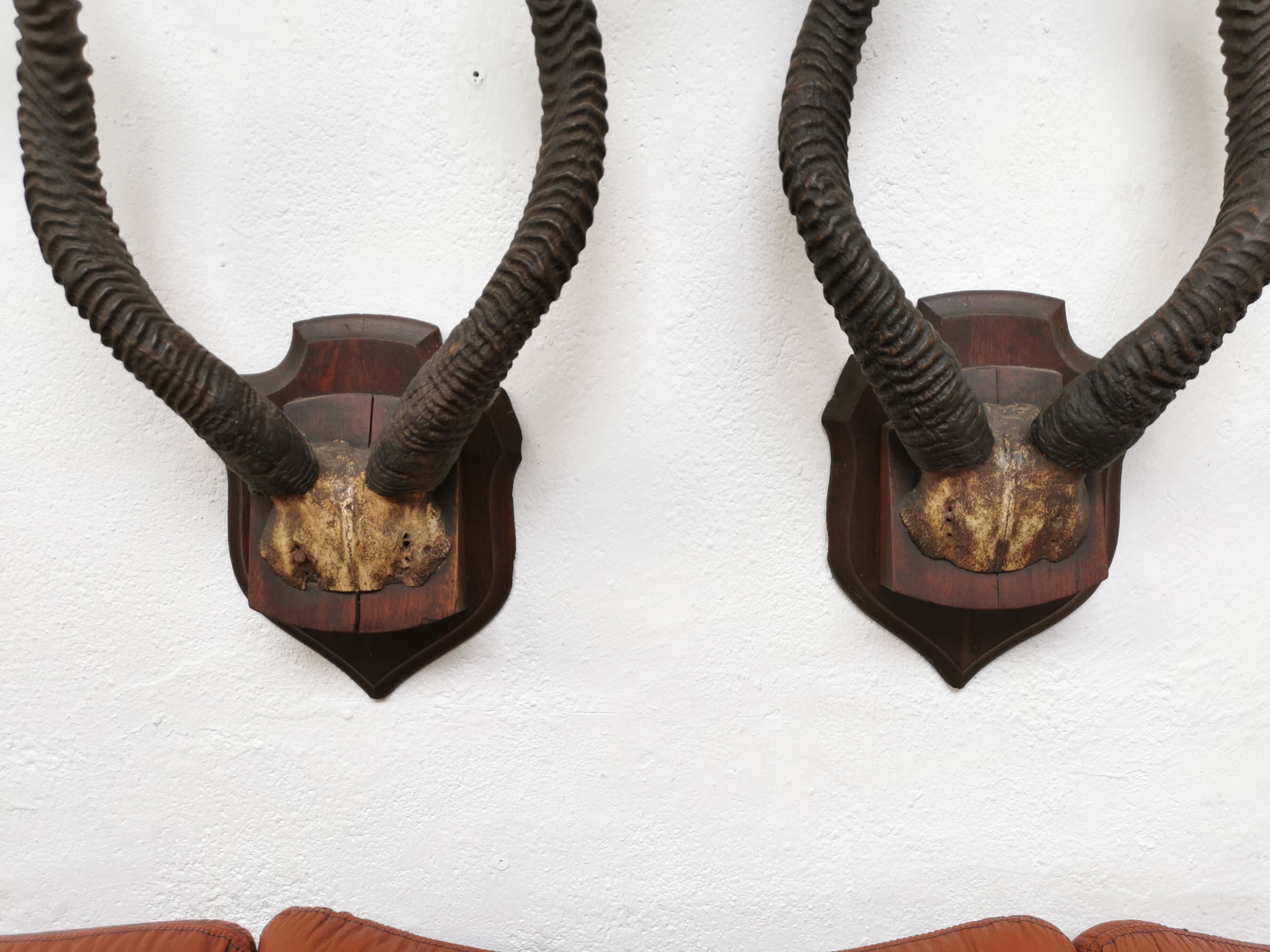 Pair of hunting trophy horn oryx antelope