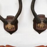 Pair of hunting trophy horn oryx antelope