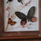 Frame naturalized butterflies