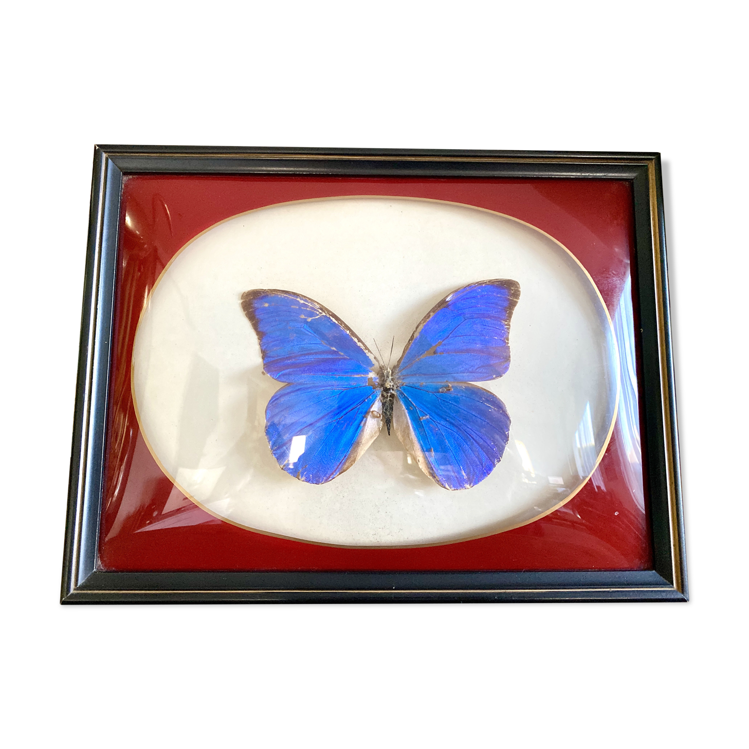 Naturalized butterfly frame