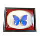 Naturalized butterfly frame