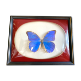 Naturalized butterfly frame