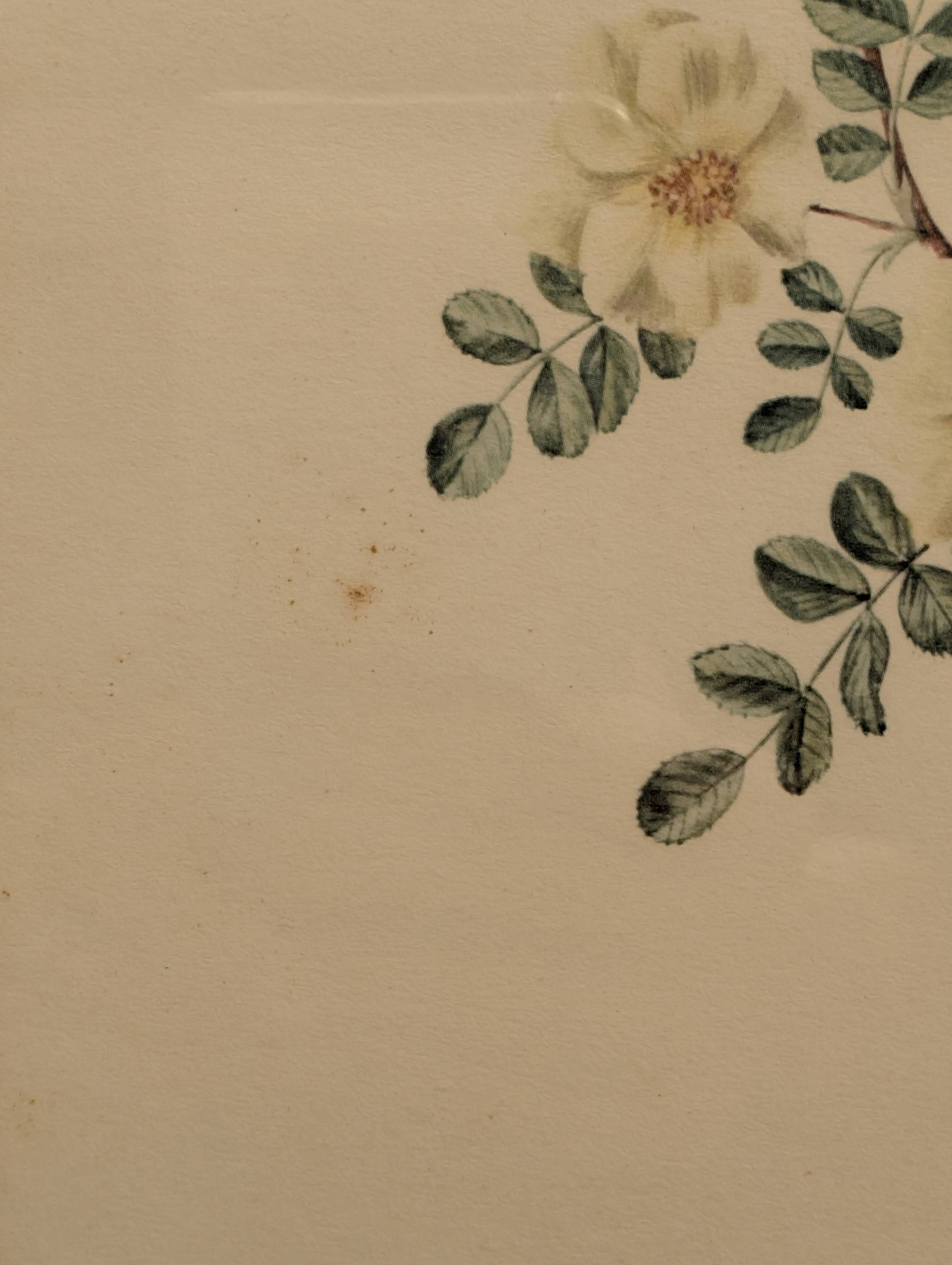 Ornithological board