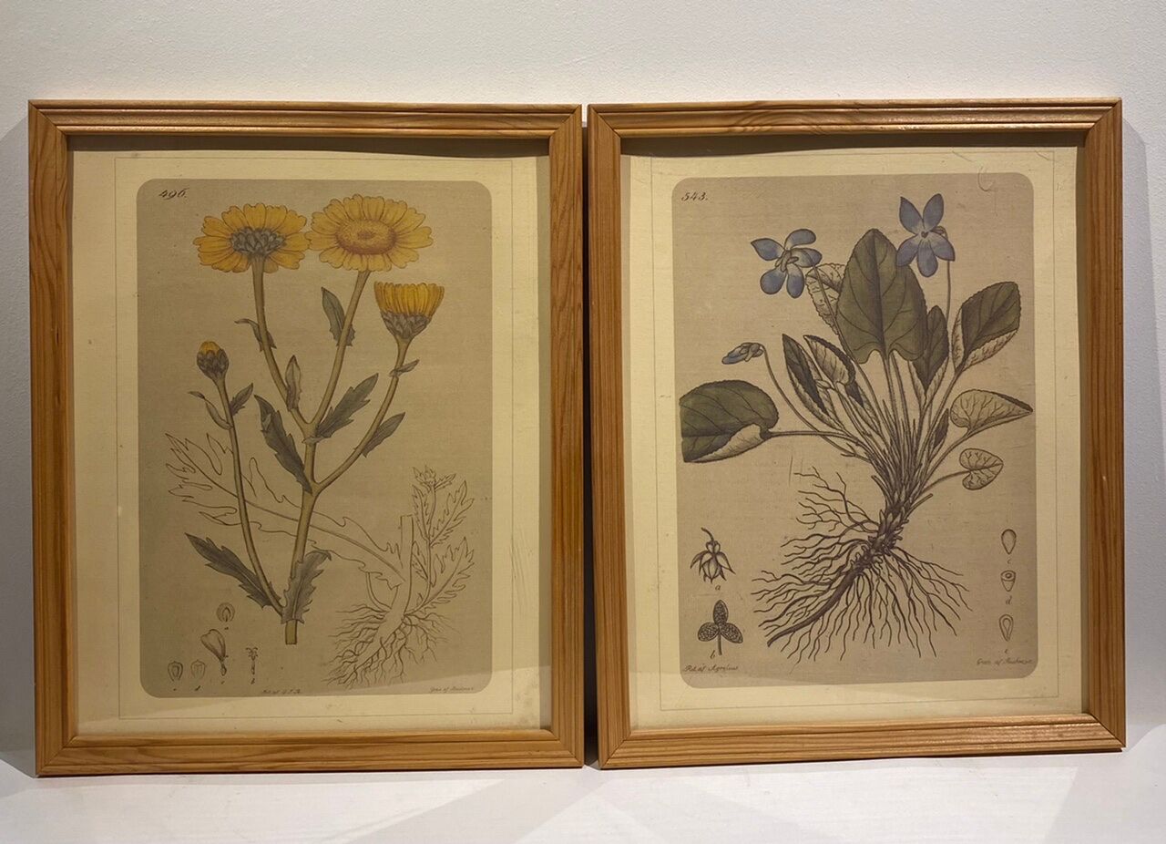 Two framed botanical boards, violets and chrysanthemums