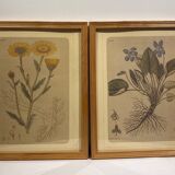 Two framed botanical boards, violets and chrysanthemums