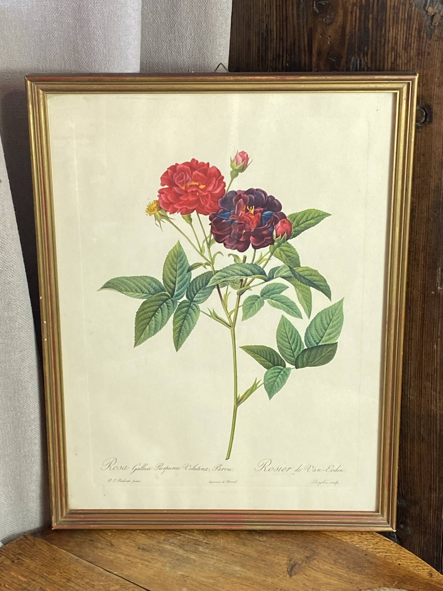Botanical poster, Rose of Van Eden, P-J Redouté