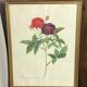 Botanical poster, Rose of Van Eden, P-J Redouté