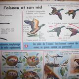 Old school poster mdi the primrose, the bird and its nest 35 and 36
