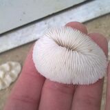 Ensemble de 7 corail blanc vintage