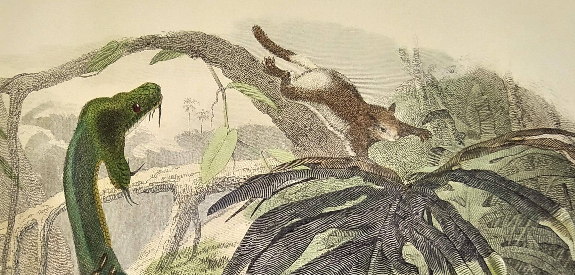 Original zoological plate from 1839 "saurian" the bojobi