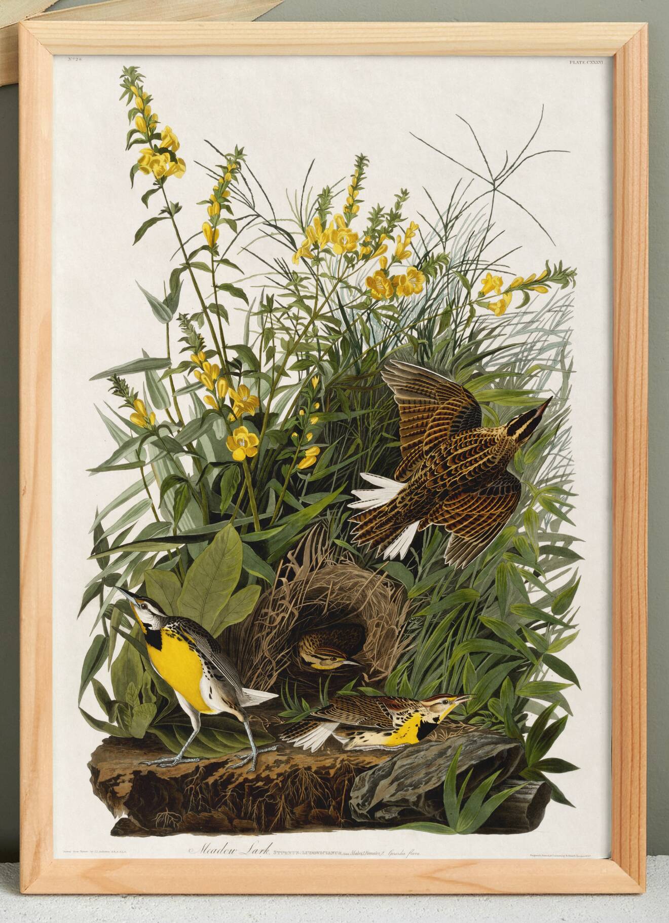 Poster about the Meadow Hypolais, based on an old engraving from 1827.