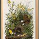 Poster about the Meadow Hypolais, based on an old engraving from 1827.