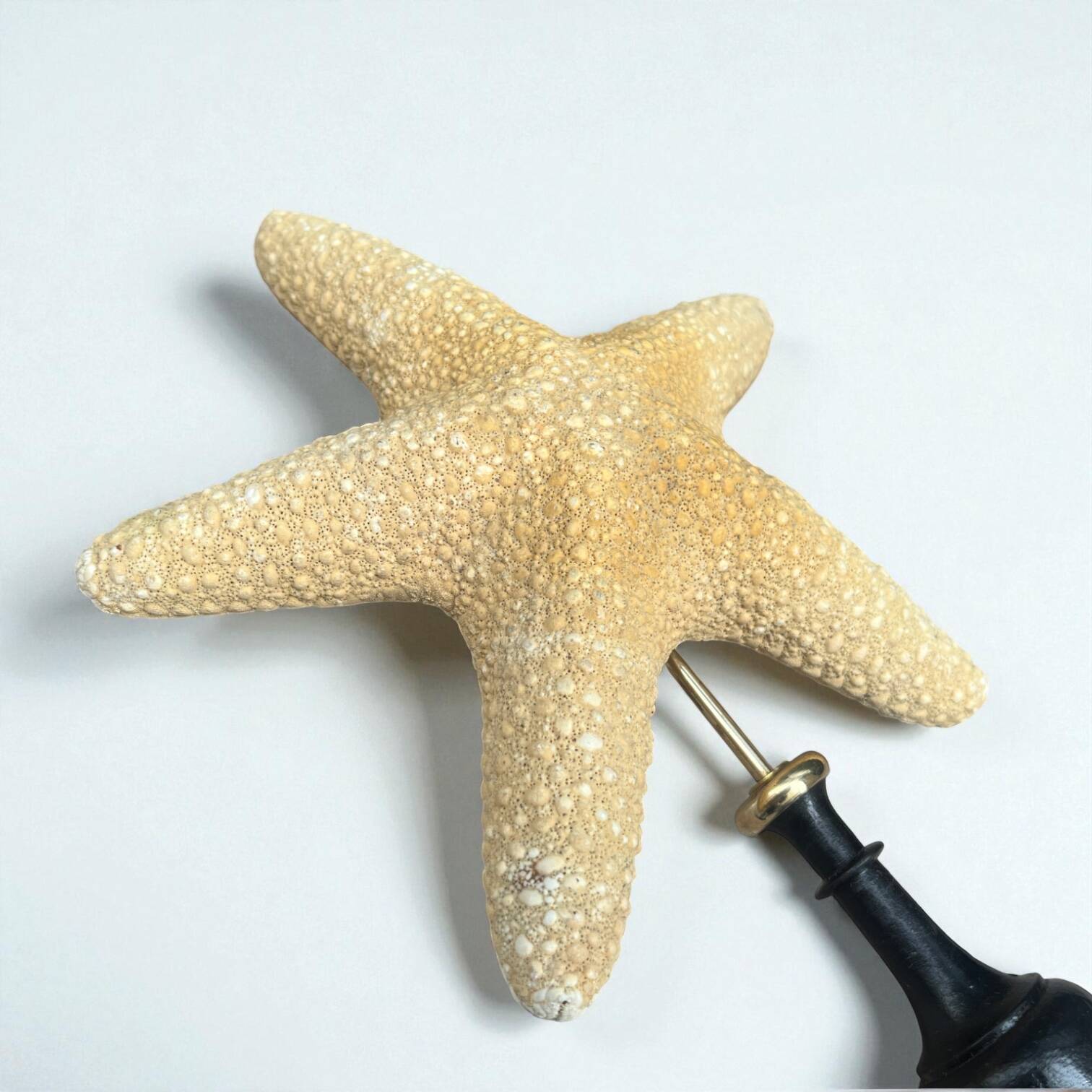 Starfish on a turned wooden base, late 19th century - cabinet of curiosities