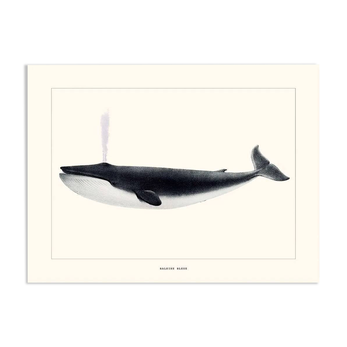 Vintage illustration of a blue whale Minimalist blue whale and nature