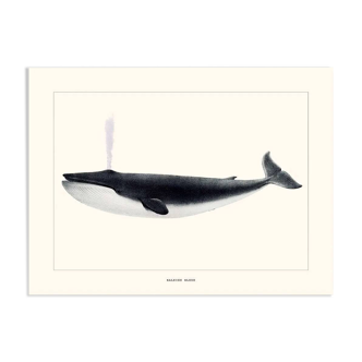 Vintage illustration of a blue whale Minimalist blue whale and nature