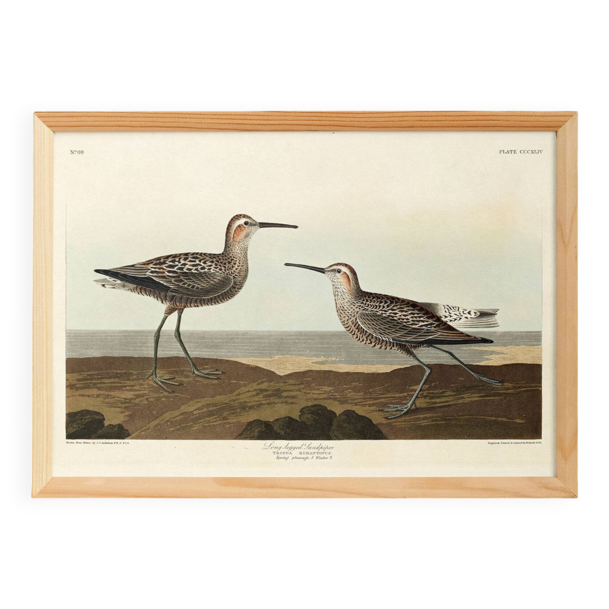 Poster of the Long-legged Sandpiper, after an old engraving