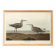 Poster of the Long-legged Sandpiper, after an old engraving