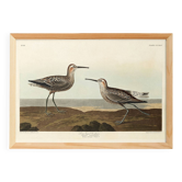Affiche sur le Bécasseau à longues pattes, d’après une gravure ancienne
