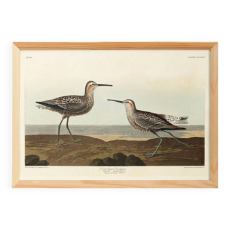 Poster of the Long-legged Sandpiper, after an old engraving
