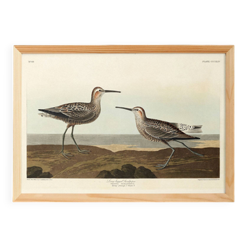 Poster of the Long-legged Sandpiper, after an old engraving