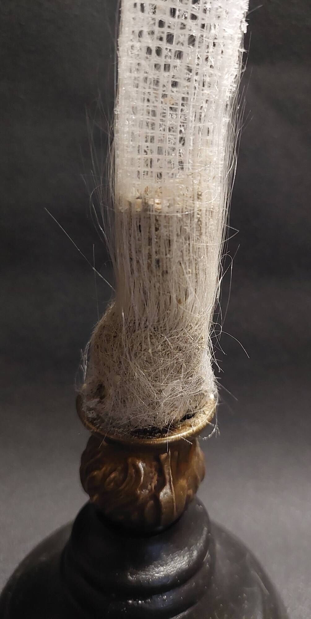 Cabinet of Curiosities sponge Venus basket euplectella arpergillum soc