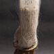 Cabinet of Curiosities sponge Venus basket euplectella arpergillum soc
