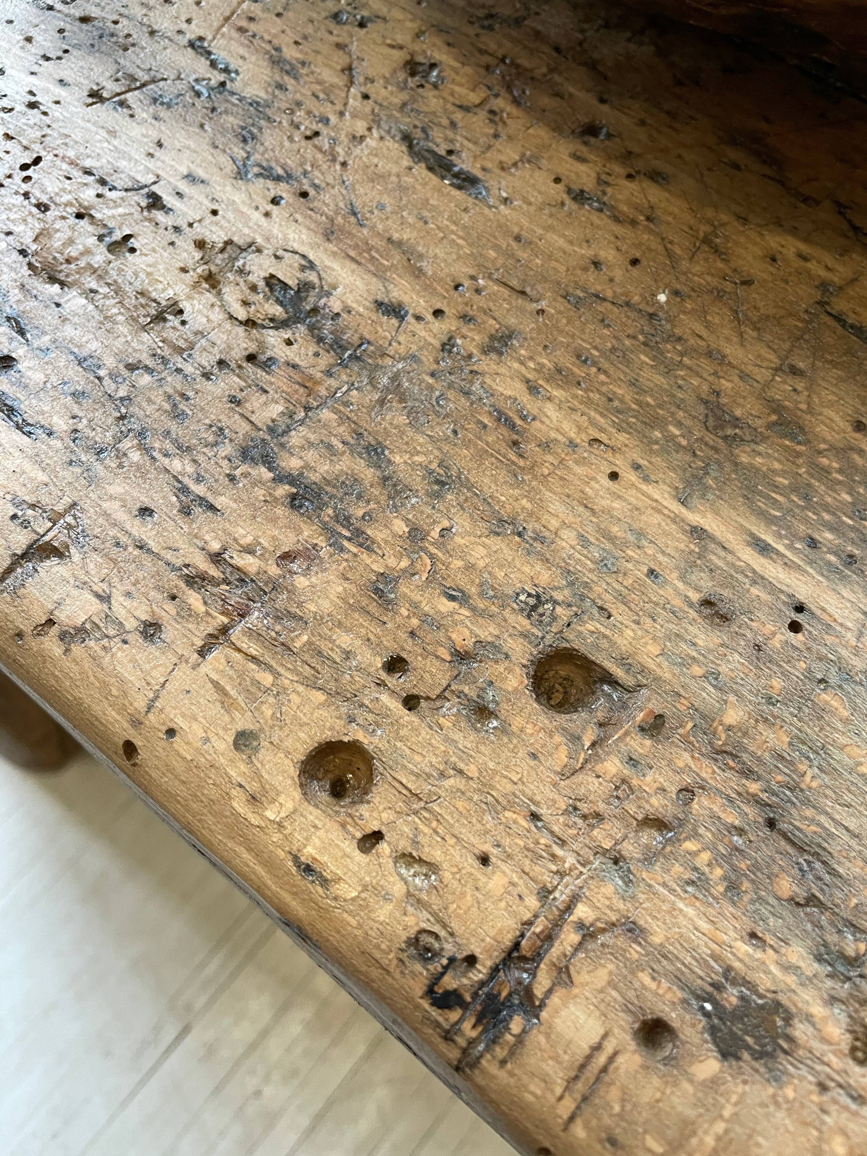 Established old oak XL