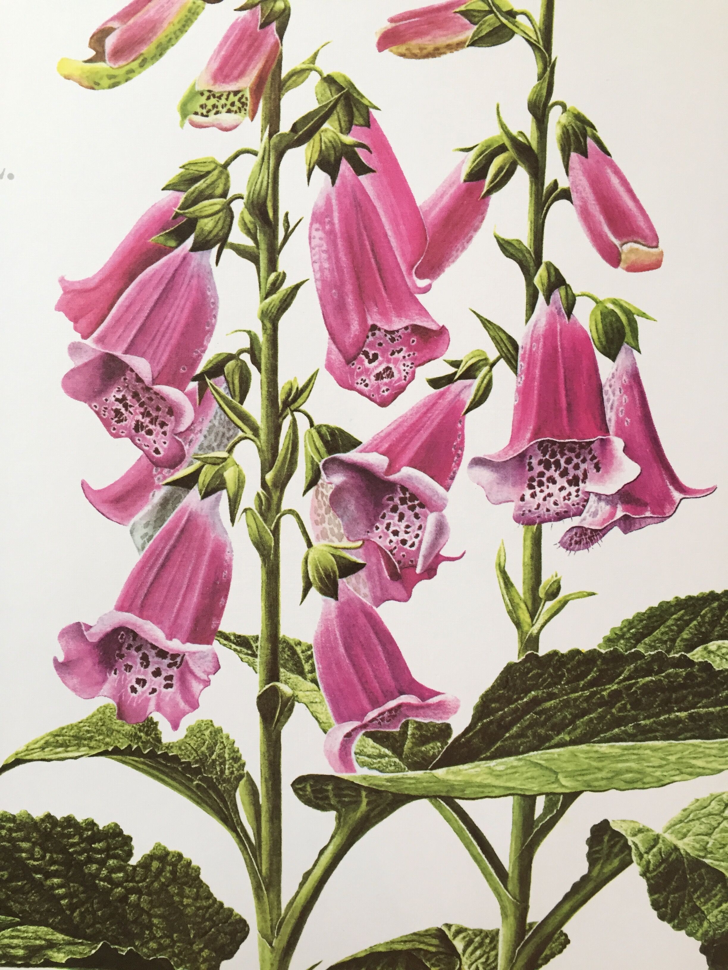 Lithographed poster pharmacy flower