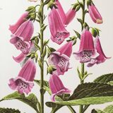 Lithographed poster pharmacy flower