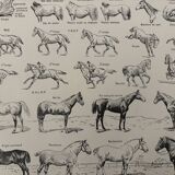 Lithograph of horses - 1930