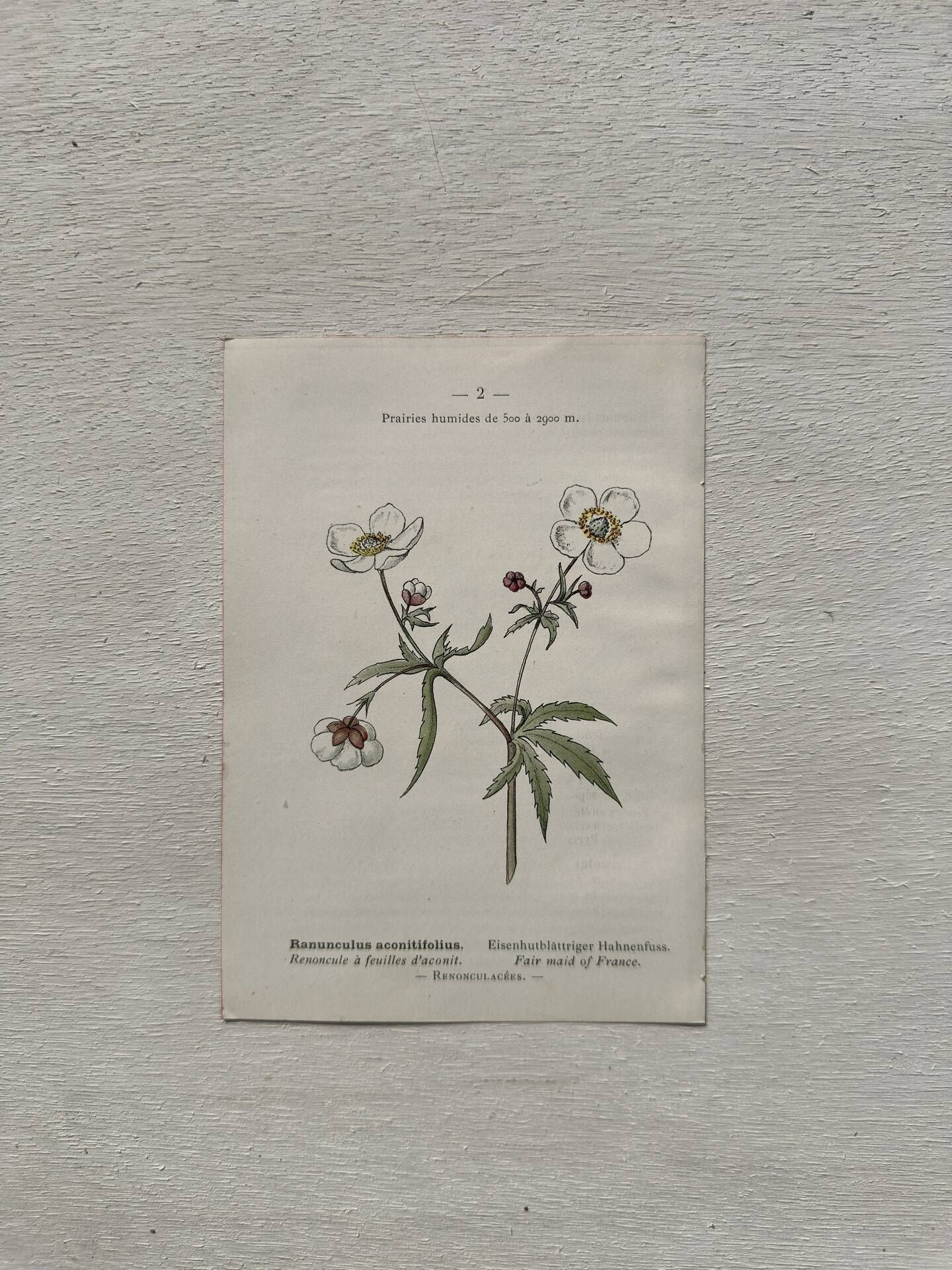 Botanical Plate 1800 Old naturalist engraving 19th century double-sided
