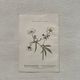 Botanical Plate 1800 Old naturalist engraving 19th century double-sided