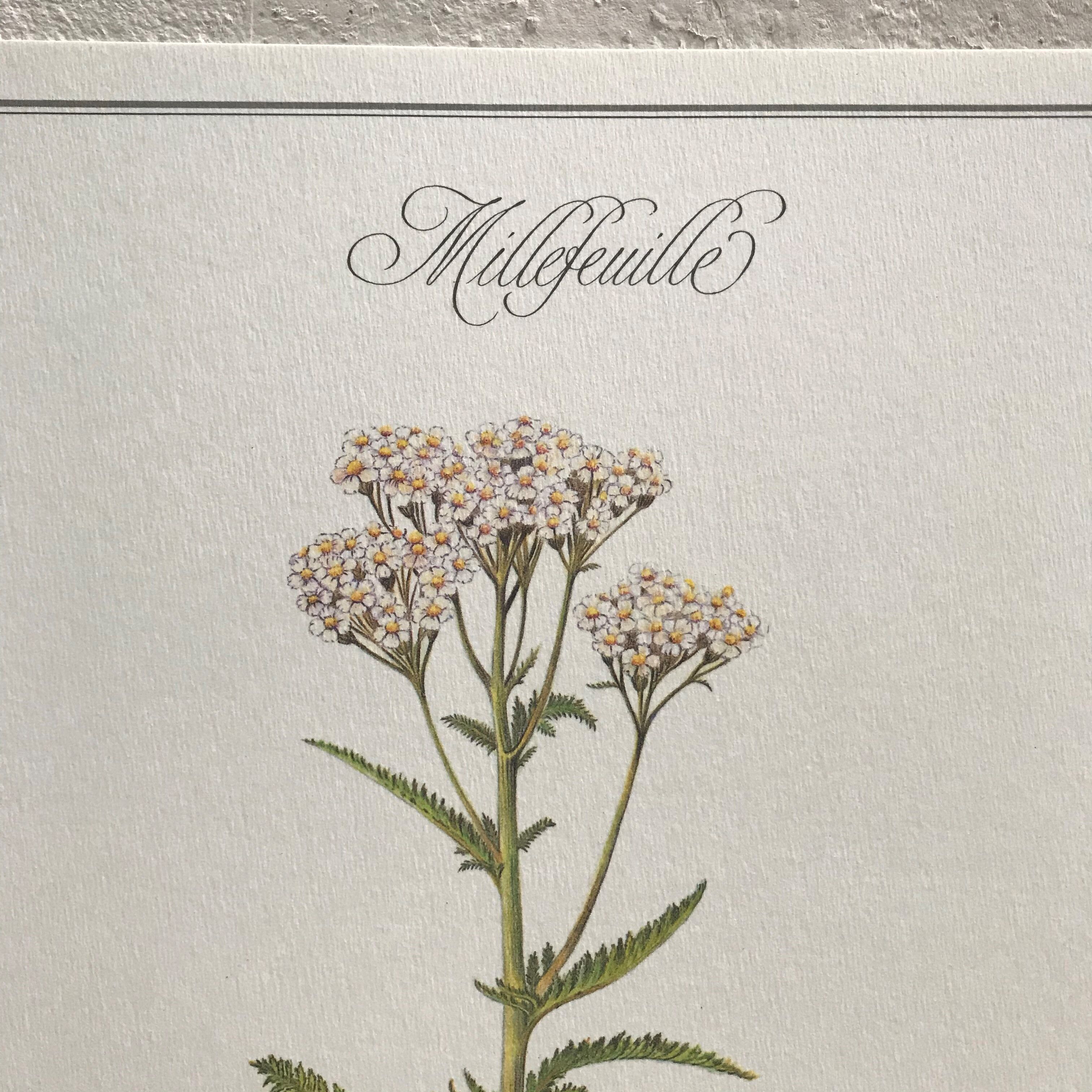 Botanical plank the Millefeuille