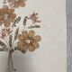 Planche fleurs séchées
