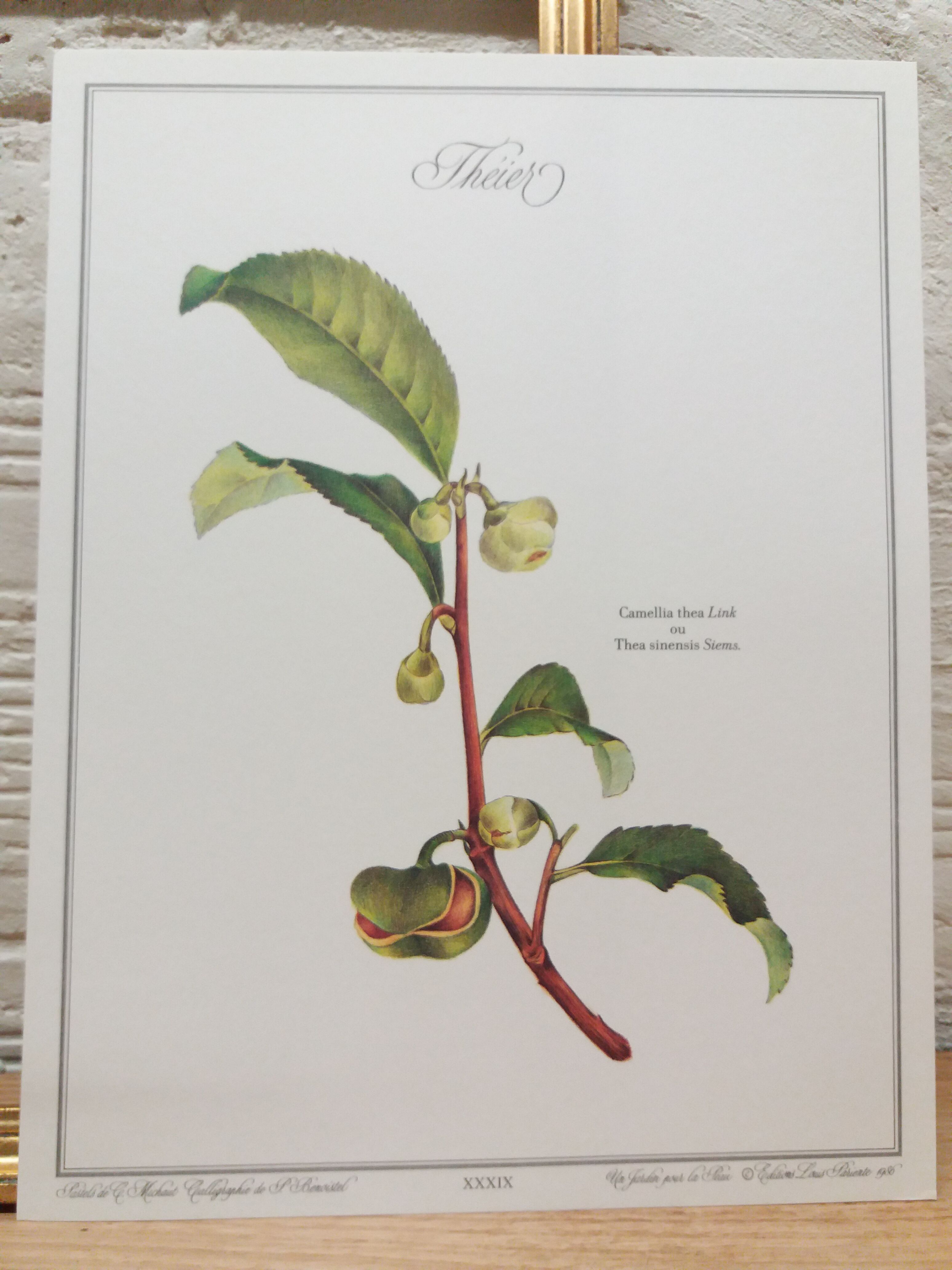 Botanical Tea tree poster