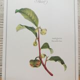 Botanical Tea tree poster