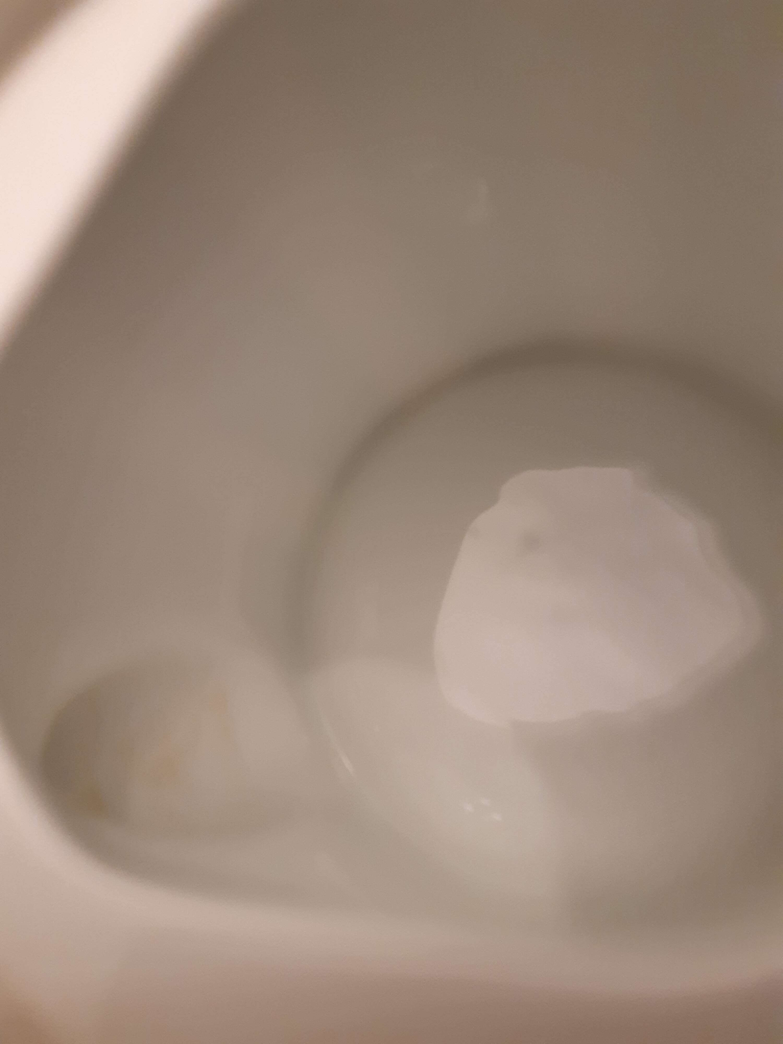 Bernadaud Black Tulip