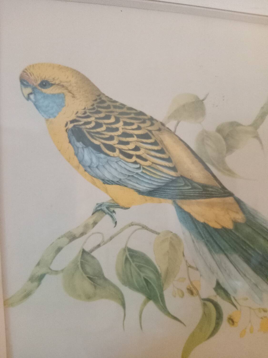 old lithographs - Exotic birds after John Gould