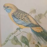 lithographies anciennes - Oiseaux exotiques d’après John Gould
