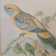 old lithographs - Exotic birds after John Gould