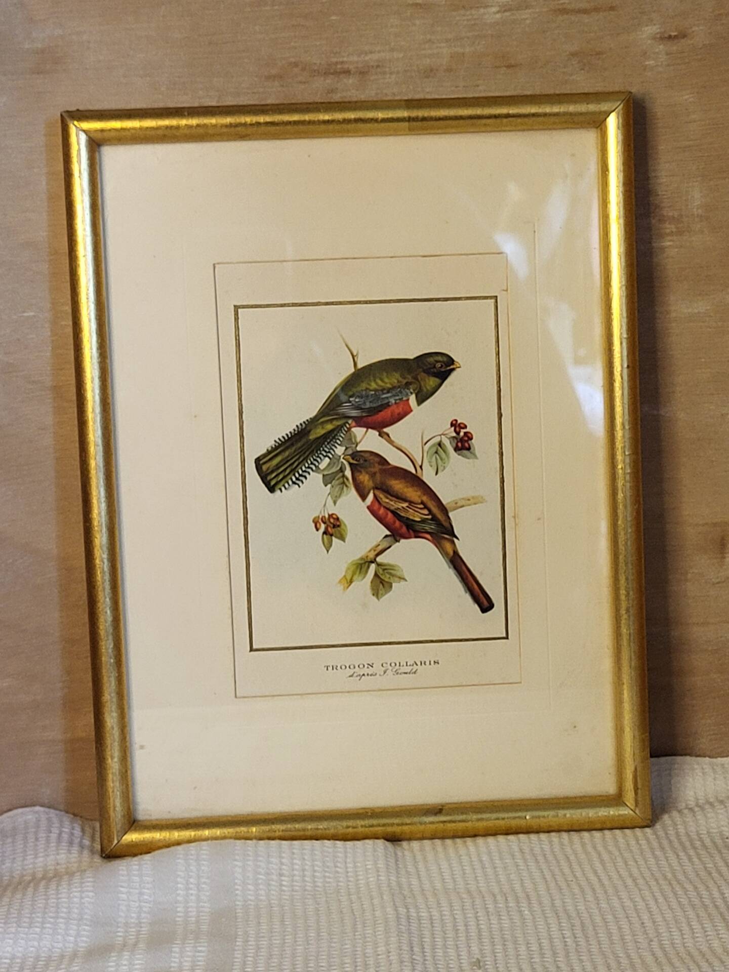 Cadre oiseaux