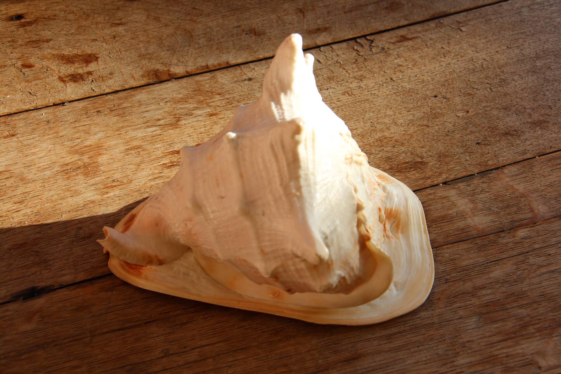 Shell Cassis Cornuta