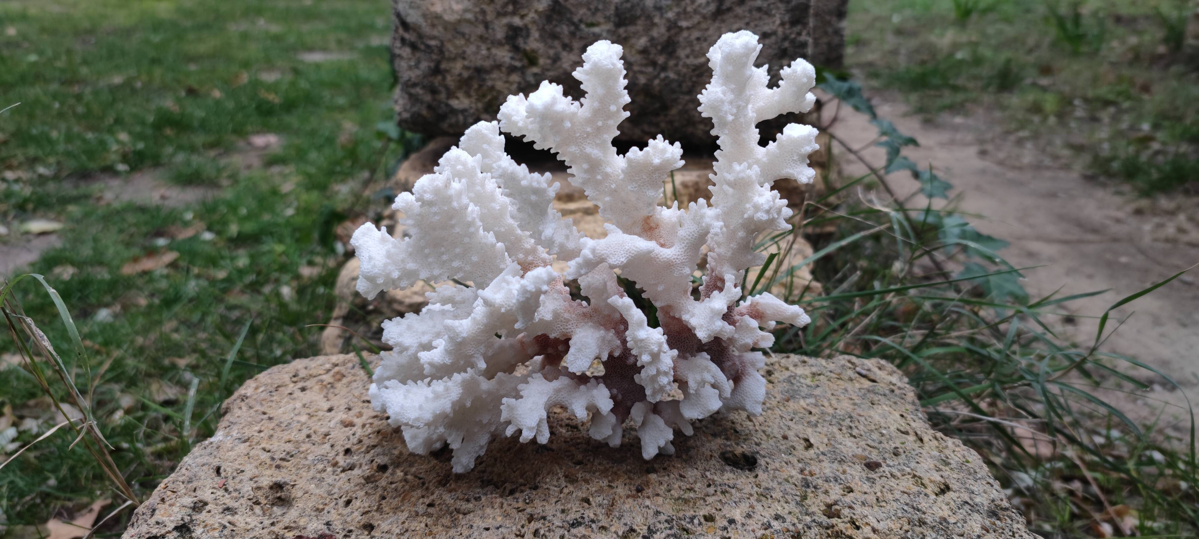 White coral (dead)decoration