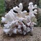 White coral (dead)decoration