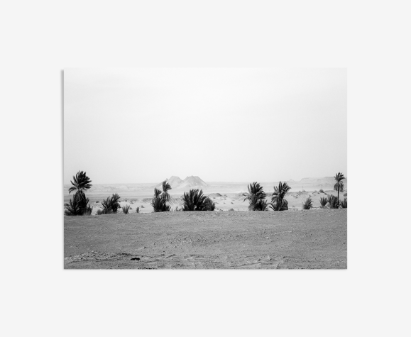 Les palmiers de Timimoune