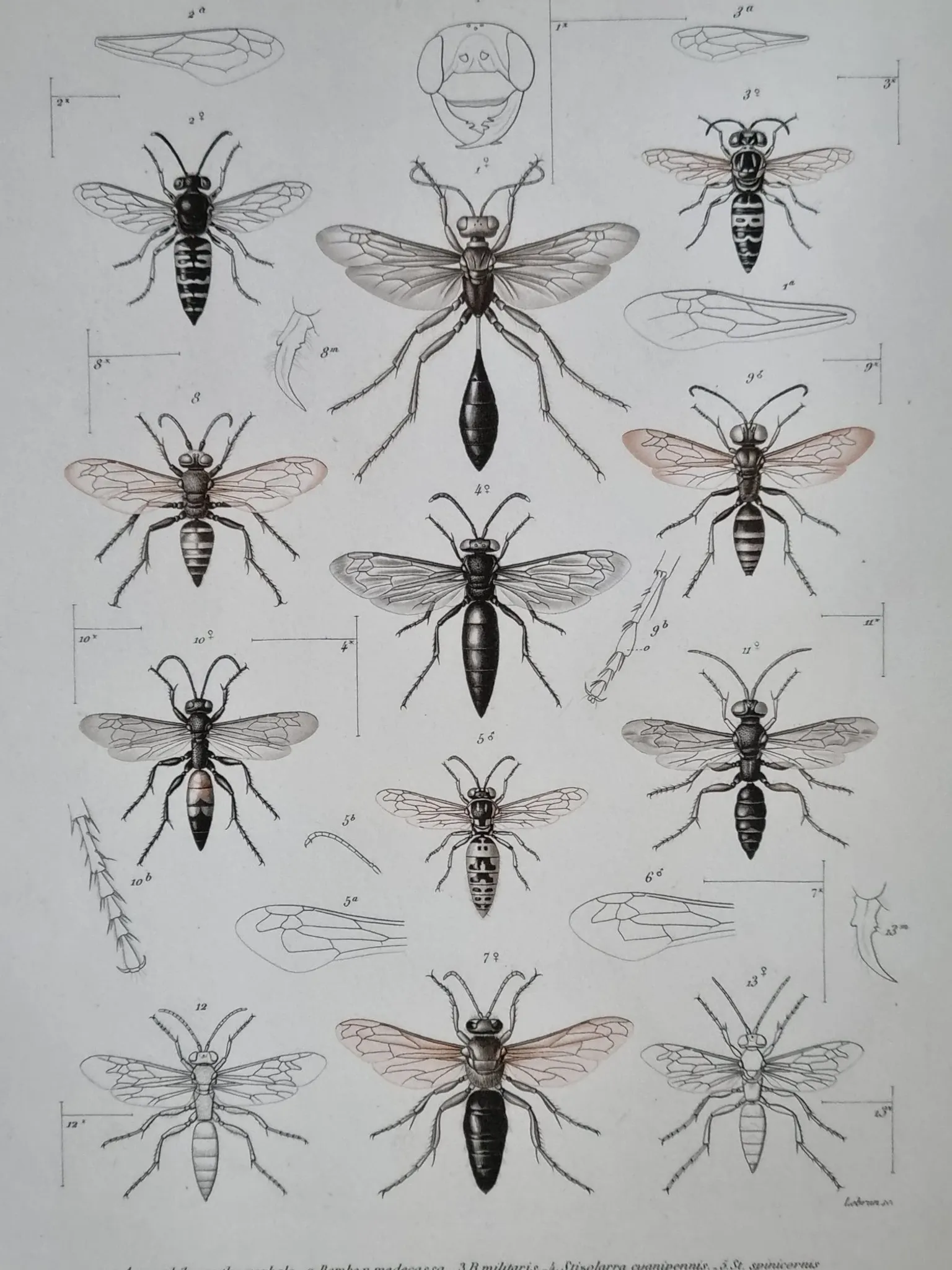 Entomological print wasps of Madagascar – Lebrun / Geny-Gros, late 19th c.