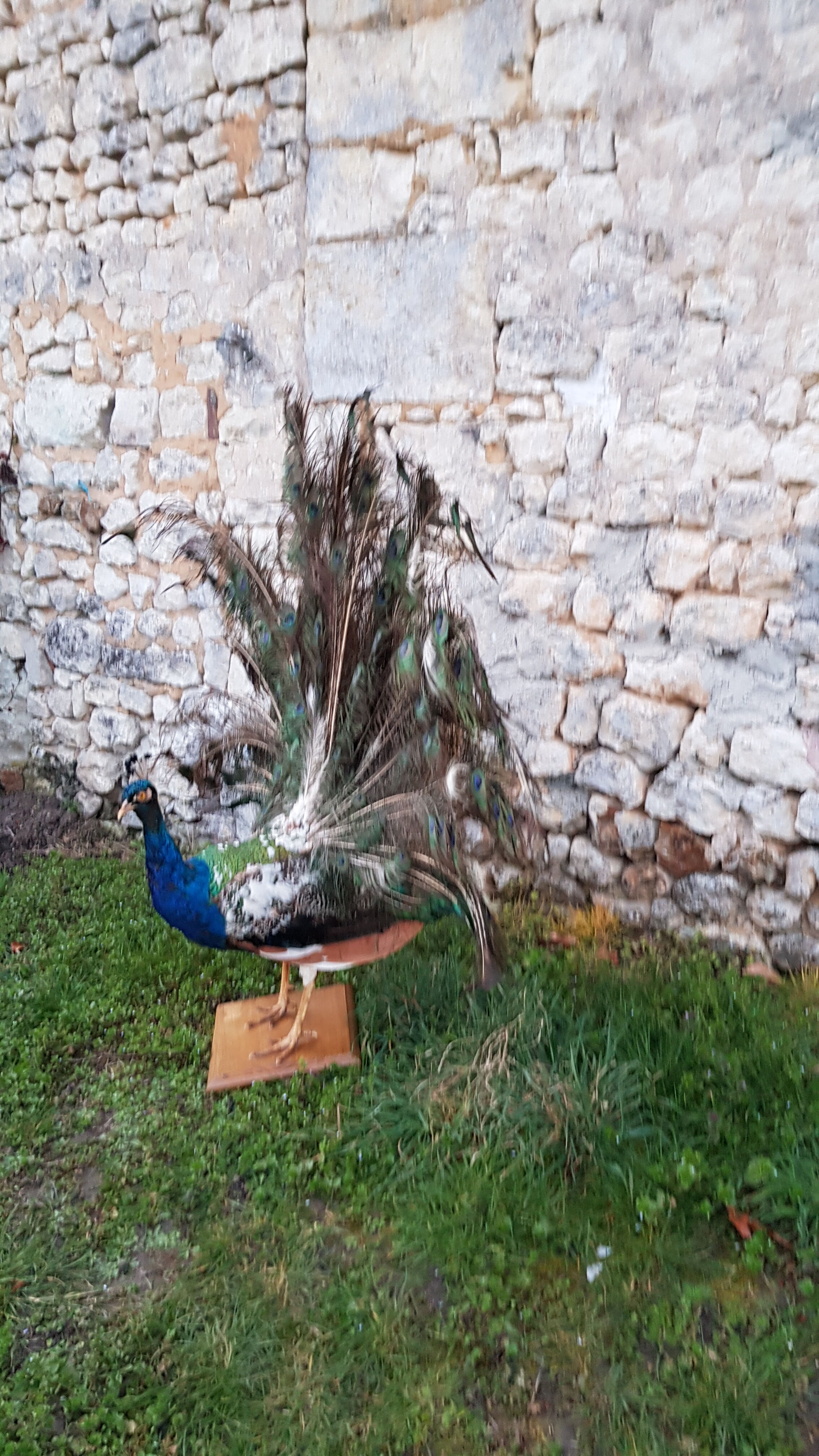 Naturalized blue peacock