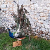 Naturalized blue peacock
