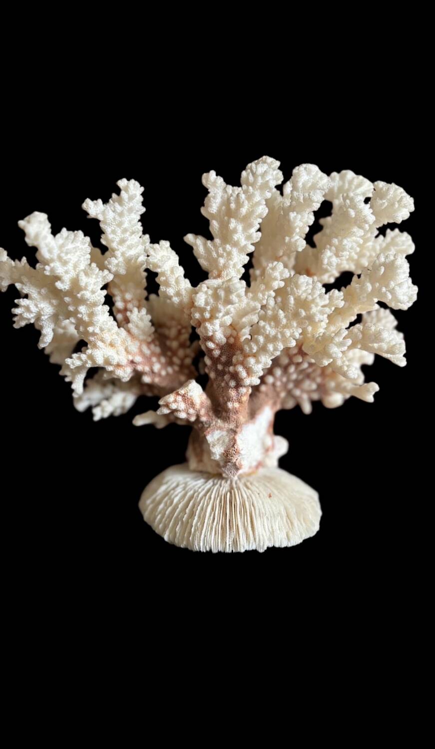 Ancient white coral